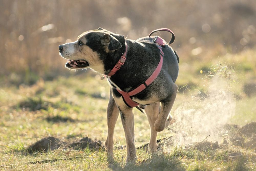 Kochający psiak w typie Ttb czeka na swoj dom