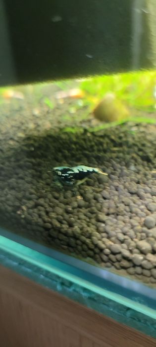 Caridina Pinto  Galaxy Fishbon Boa