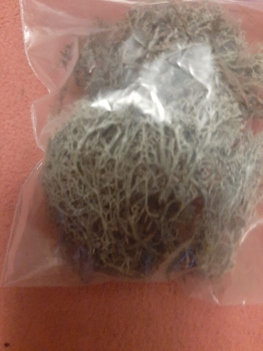 Сушений ісландський мох.