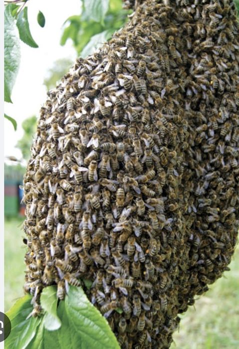 Usuwanie roju pszczelego.