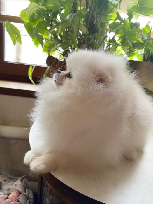 Супер кровi,в’язка i/о