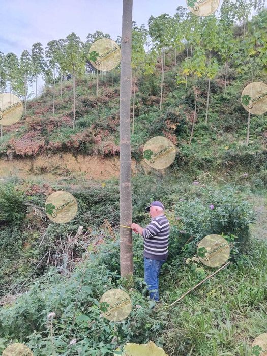 Paulownia Híbrida Turbo Pro torrão de raiz no vaso 600ml