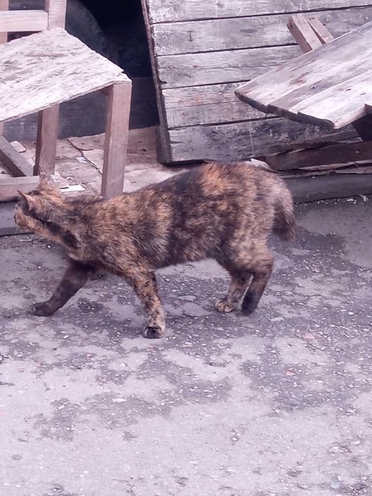 Кішечка черепахового окрасу, таббі - Зімба