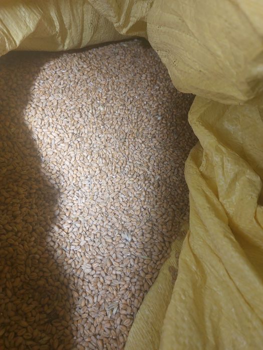 Pszenica ozima kukurydza jęczmień