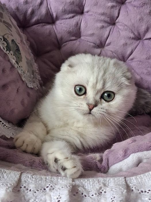 Красунчик с зеленими очима