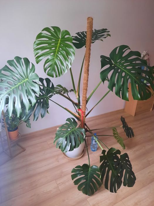 Monstera deliciosa