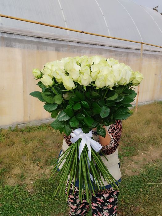 Тюльпаны Розы 51,101, от производителя