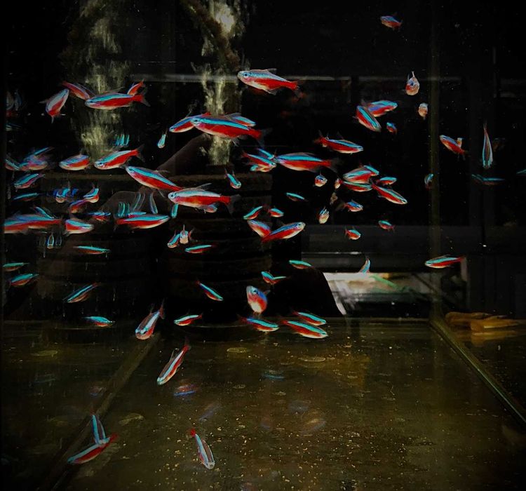 Neon Czerwony - Tina Zoo Zabrze