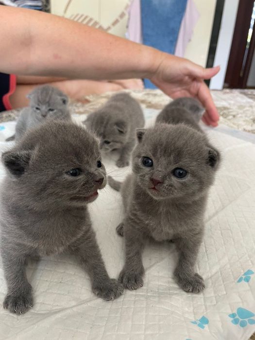 Віддам котика на вʼязку