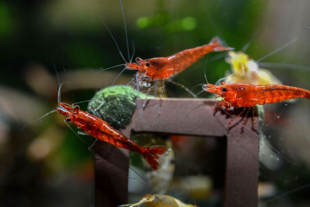 Camarões Red Cherry (Neocaridina davidi) – Vermelho Intenso