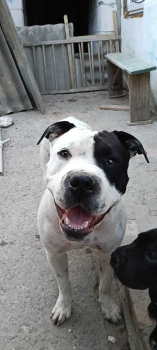 Продажа піт бультерєра