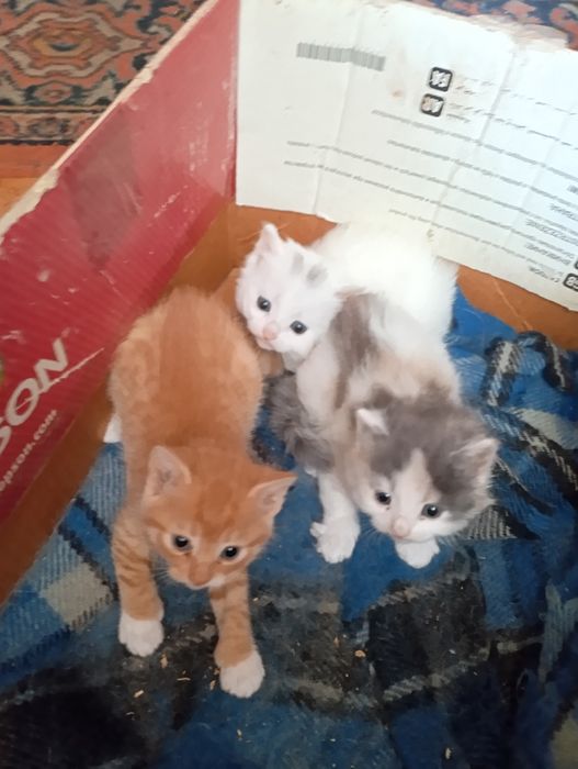 Отдам 3х месячных котят в хорошие руки