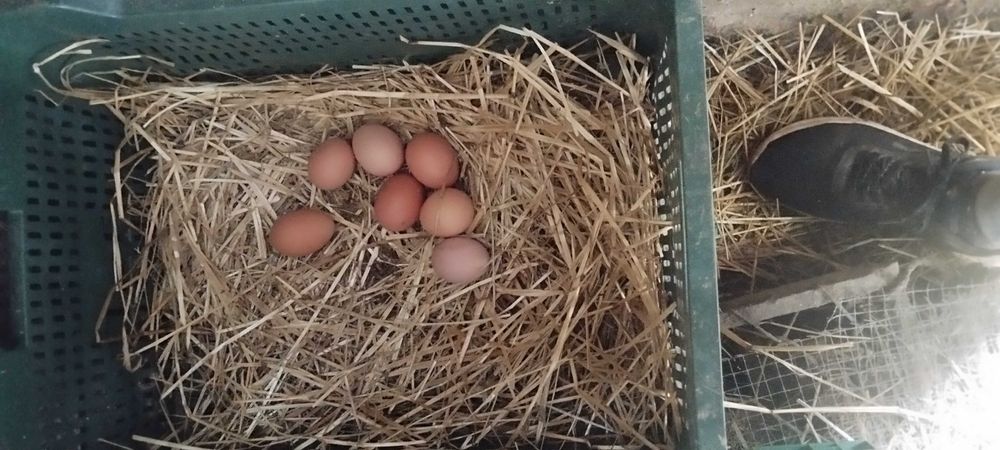 Vendo ovos caseiros 2,80€