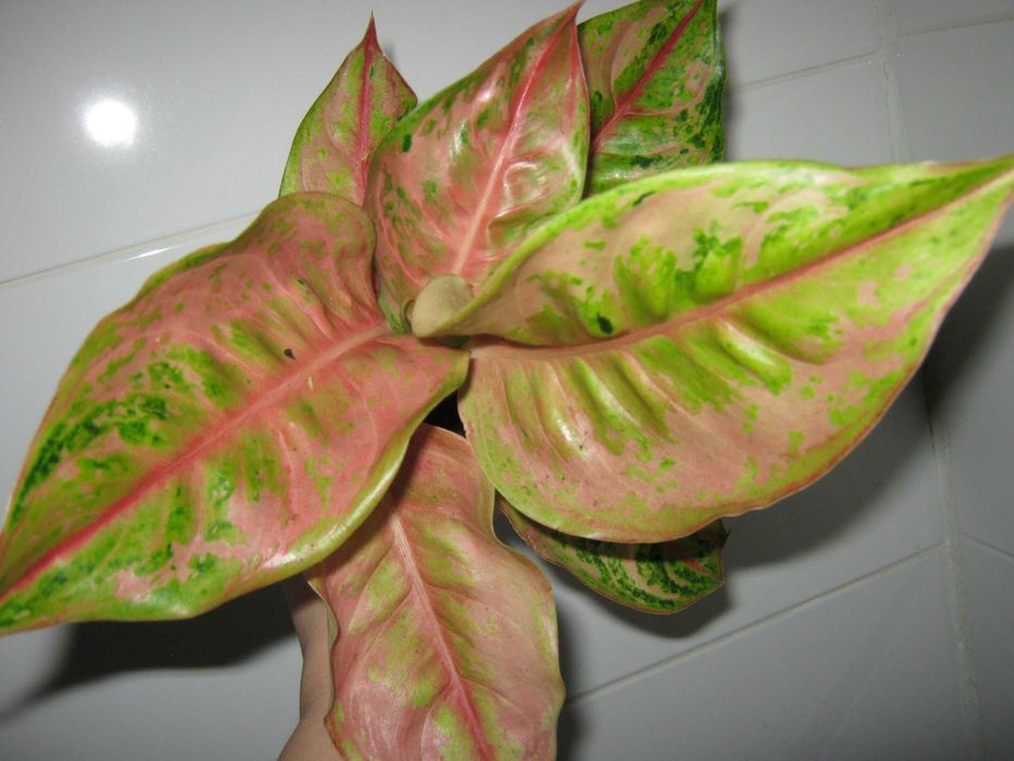 аглаонема 50 сортов комнатные декоративно лиственные цветы