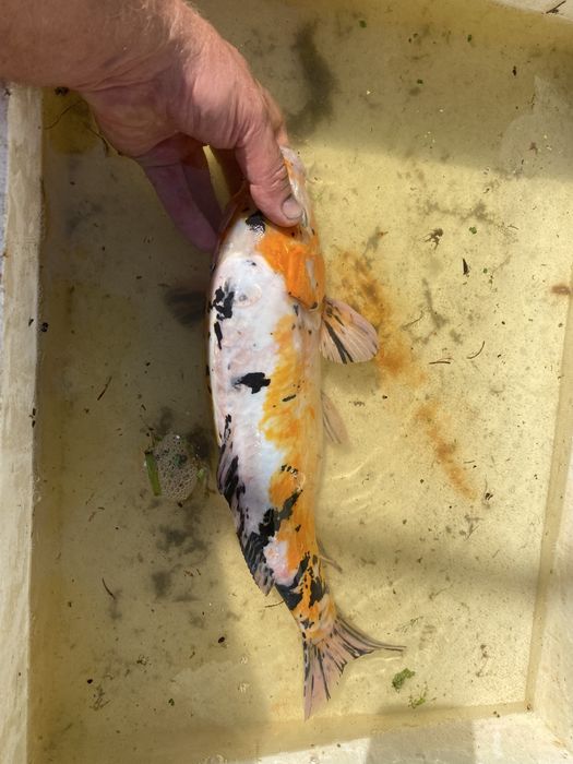 Karp koi selekt Japonia.