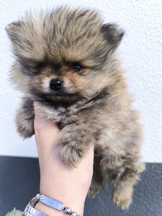 Spitz Mini.  Lulu da Pomerânia . Laranja. Linhagem Russa