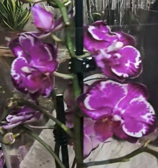 Орхидеи в подарок