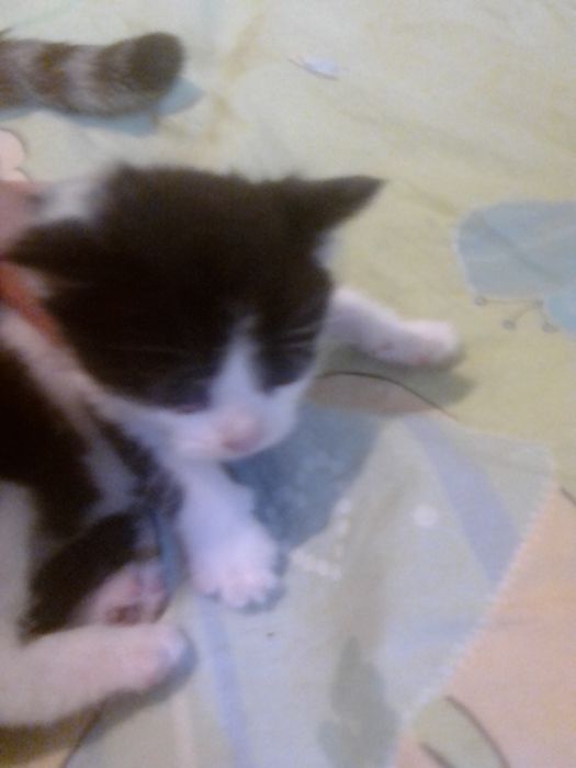 Гарнi  кошенята в добрi руки 5мiс