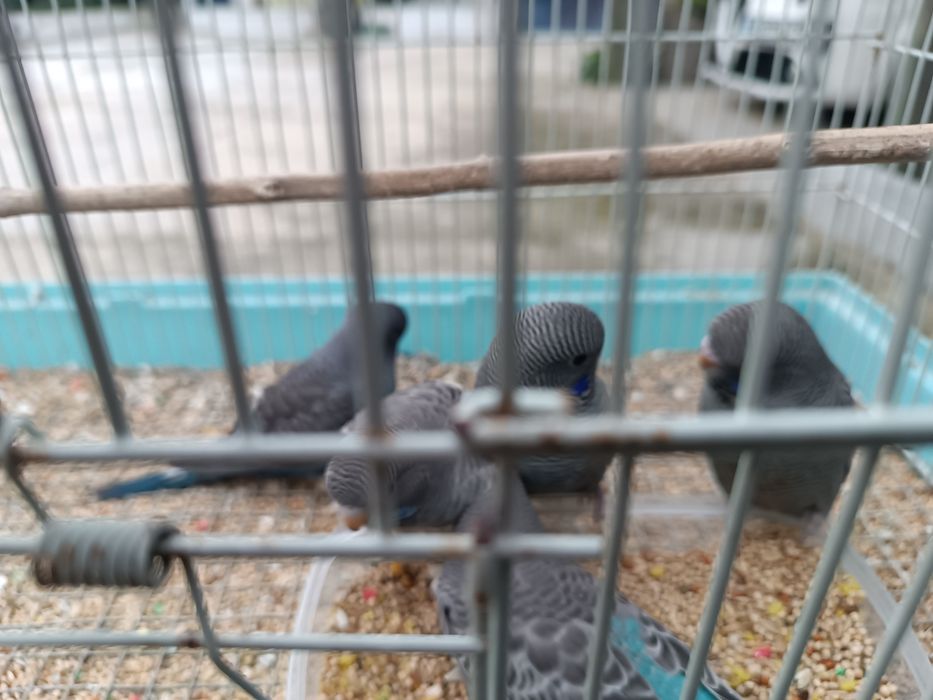 Blackface e Portadores