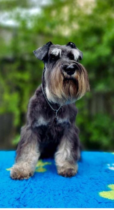 Цуценята цвергшнауцера