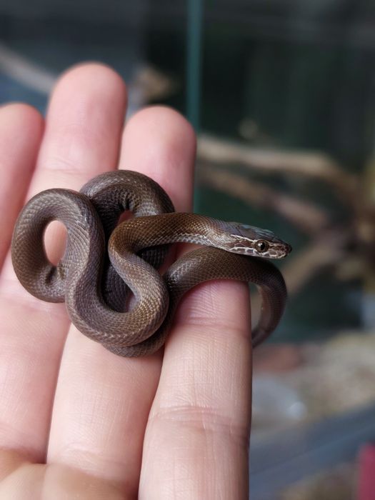 Wąż mahoniowy hybryda het black het albino t- jak wąż zbożowy