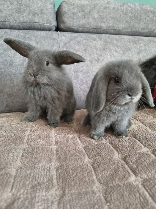 Króliczki miniaturki baranek/lop