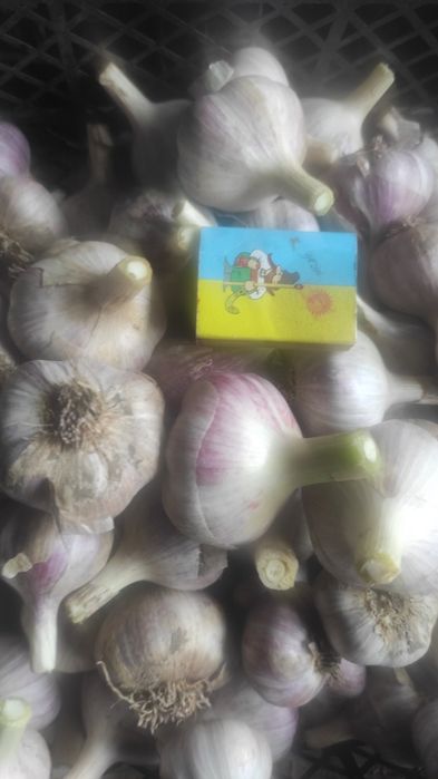 Продам домашній гострий часник