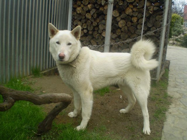 Вязка Західно-сибірська лайка кобель