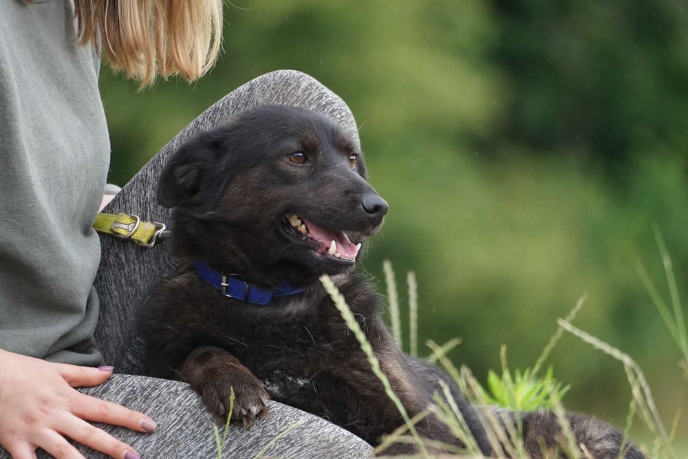 Tasza - przepiękna sunia w typie mini labrador