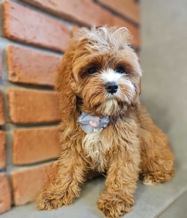 Chłopczyk  cavapoo do odbioru