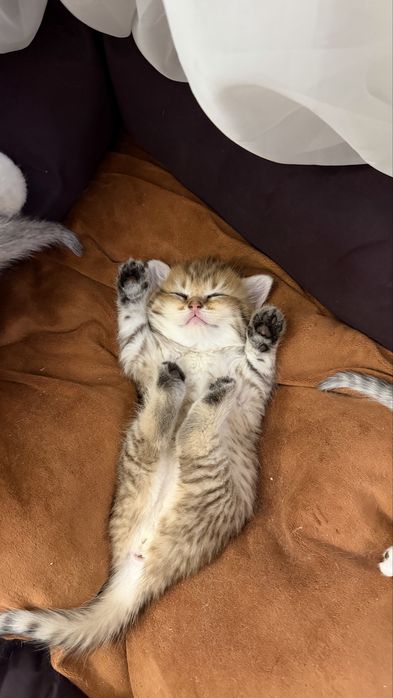 Шотландская кошечка