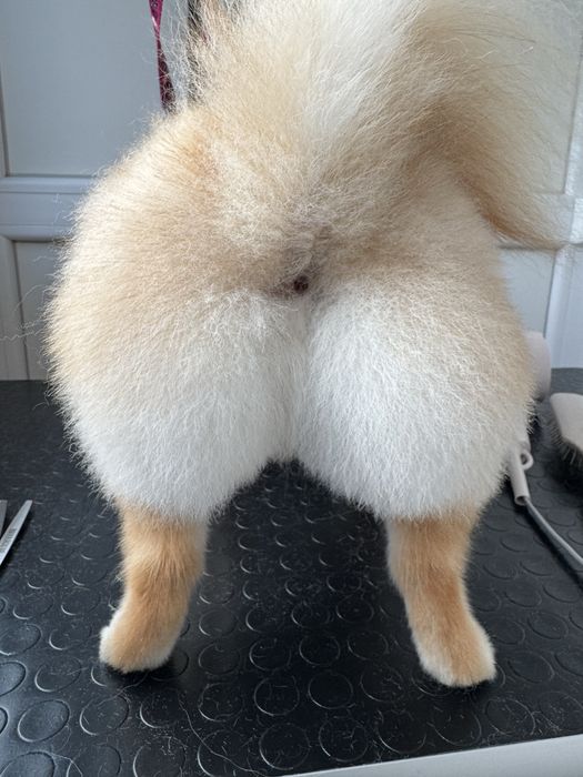 Професійний грумінг померанських шпіців – монопородний догляд