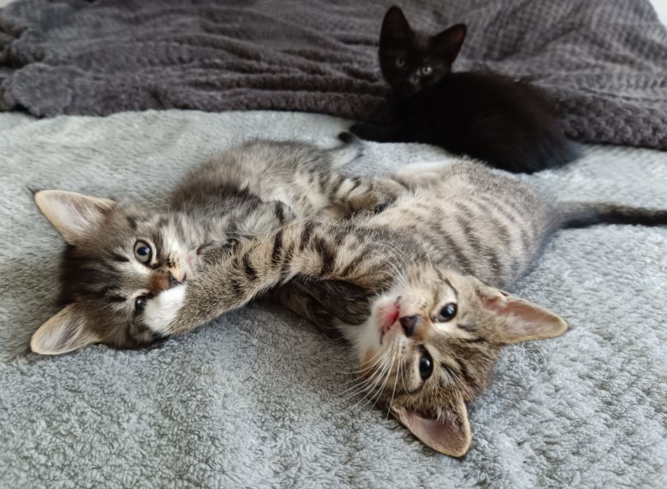kotki do adopcji