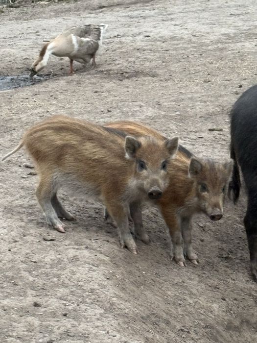 В’єтнамські поросята 2 міс. (схрещені з диким кабаном)