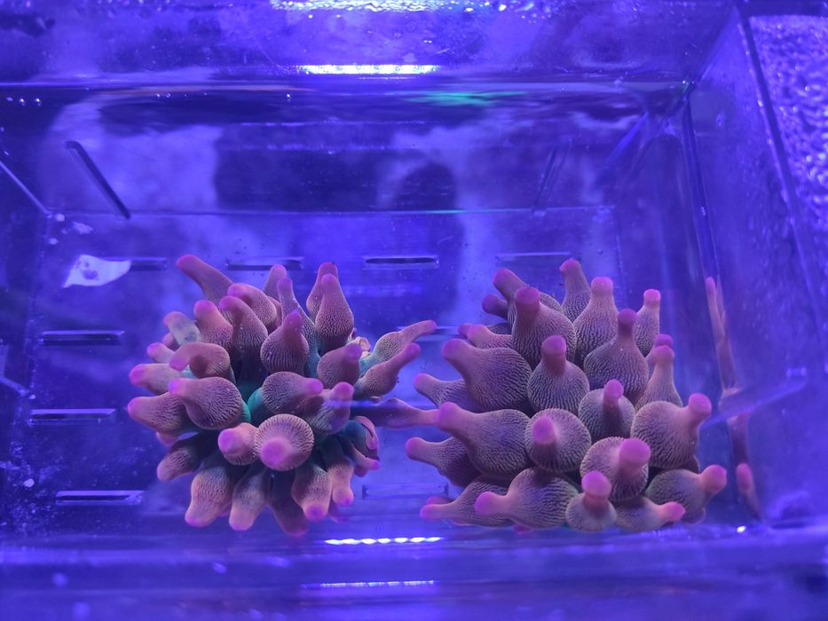 3 Anémonas BBT Rainbow (envio disponível)