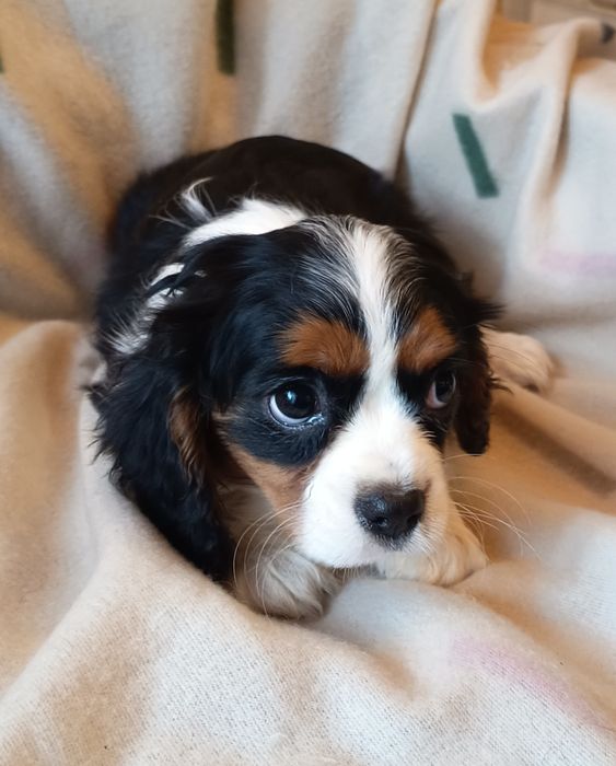 Cavalier King Charles spaniel