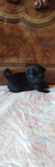 Шикарные малыши мапсята с документами клуба УКФ