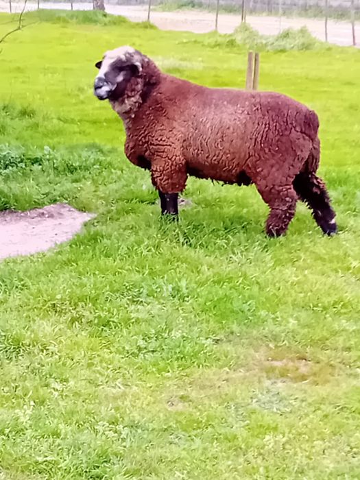 Carneiro P3 puro macho ovino