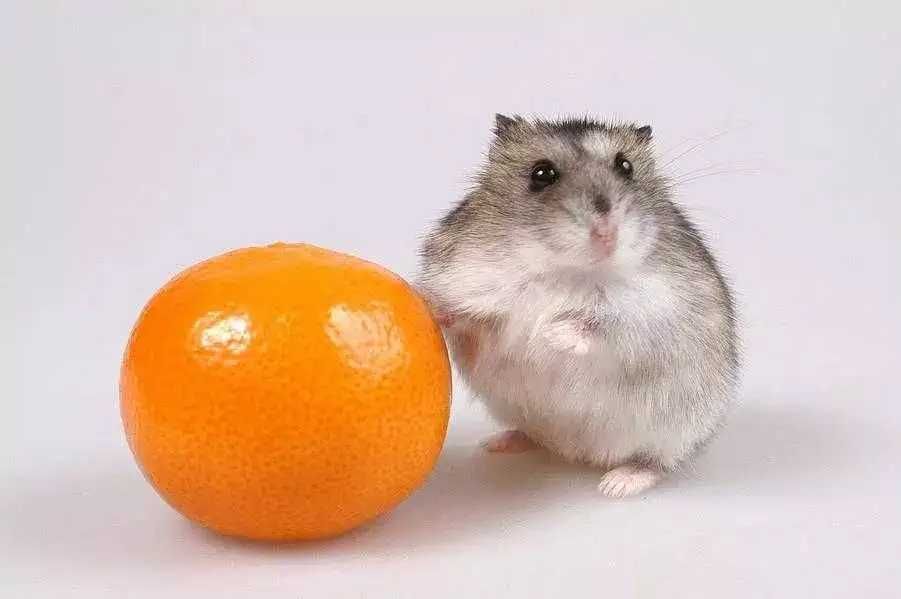 Джунгарские хомячки, хомячата, хомяки, хомяк, карликовые, джунгарики