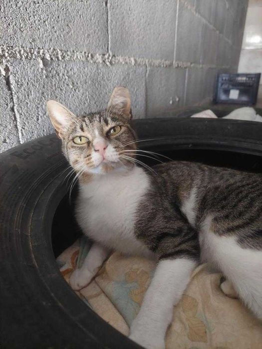 Morgana - Procura família 5 estrelas