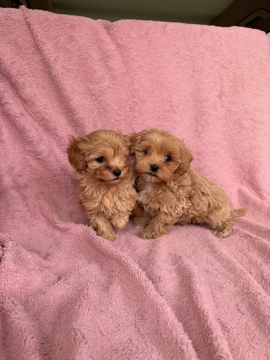 Мальтипу ф1 та ф2