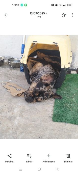 Dou Bulldog francês