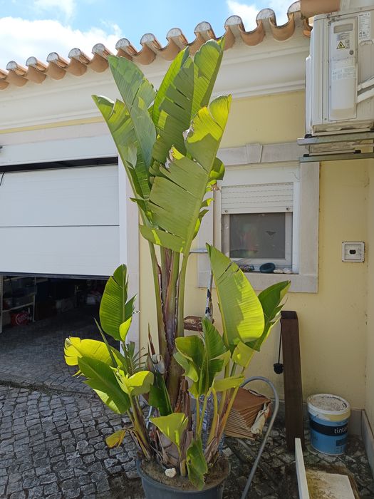 Estrelicia gigante com mais de 2 metros de altura