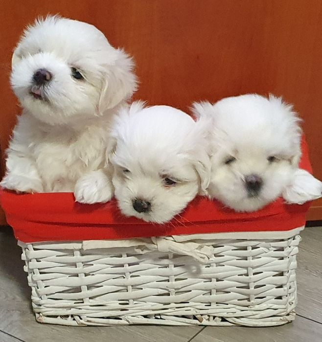 Szczeniak Maltańczyka