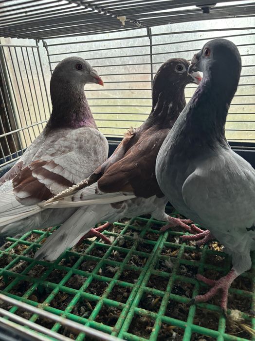 Gołębie rzeszowskie- sprzedam