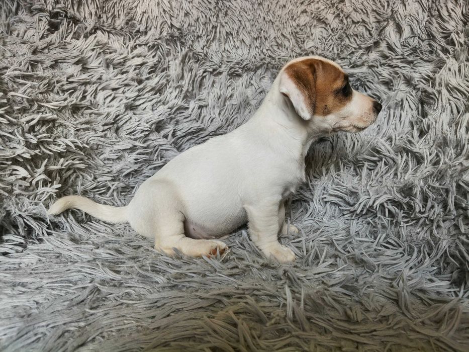 Jack Russell Terrier Piesek