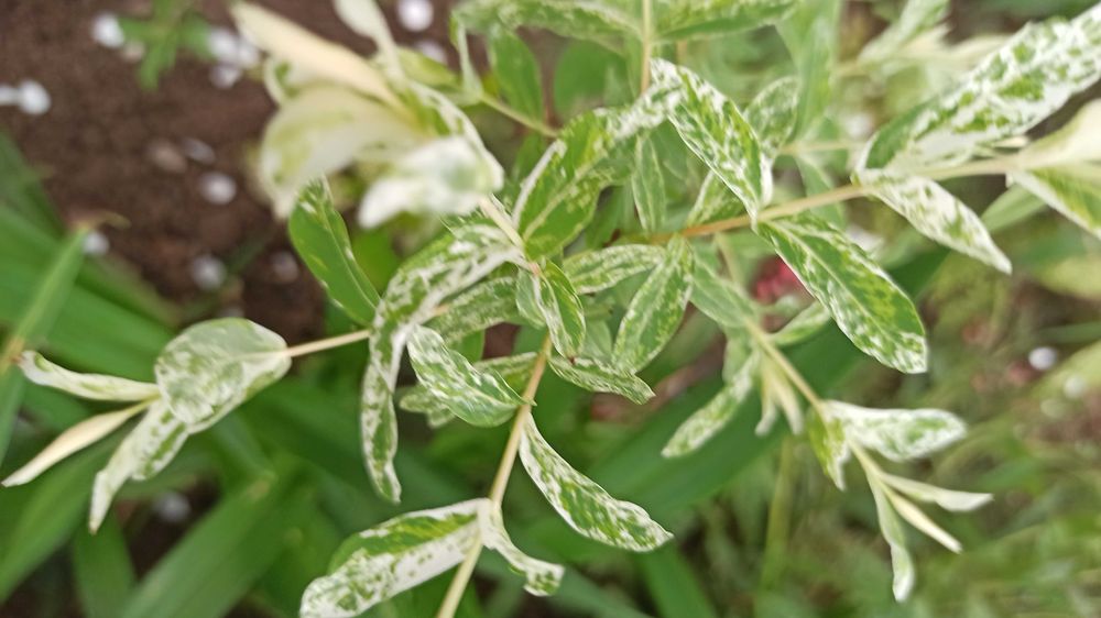 Хакуро- Нішики  Верба
