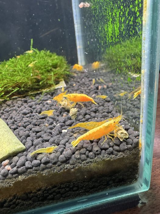 Neocaridinas Yellow Golden Back