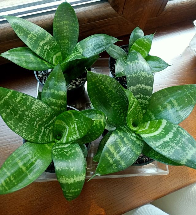 Сансевиерия Ханни