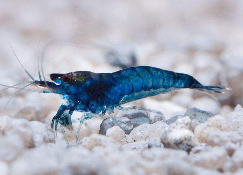 Креветки Синяя Мечта